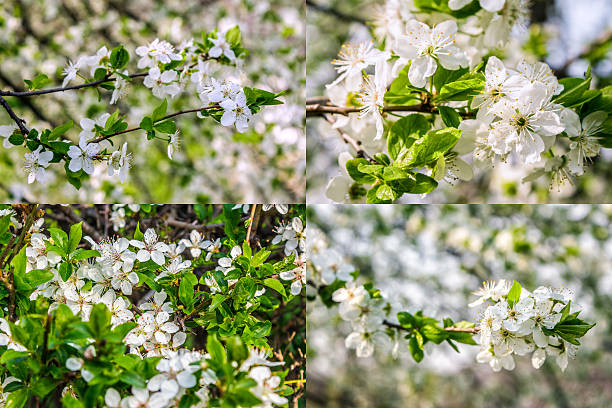 istock white flowers of apple tree on blur background 637786694