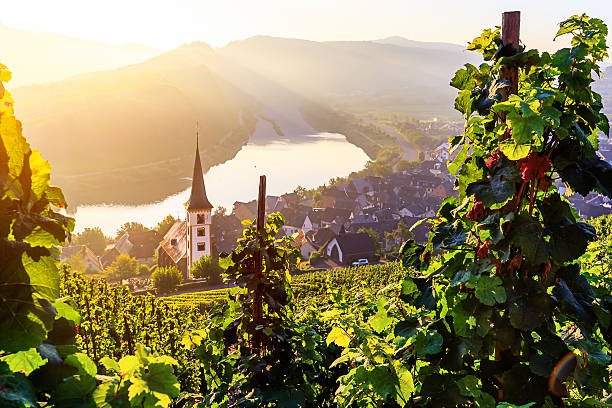 moselschleife bremm - fluss mosel stock-fotos und bilder