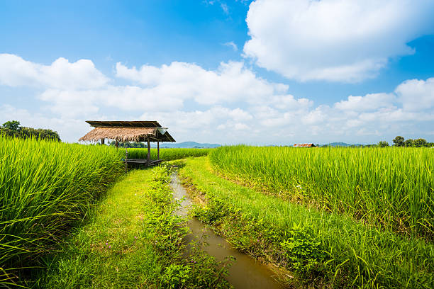 istock hut and green rice field 637788384