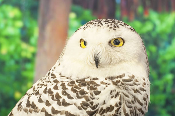istock Snowy Owl Portrait, Wildlife Preservation 637788624