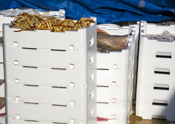 Catch of fresh fish in white plastic boxes.