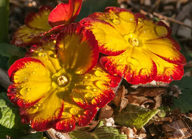 red and yellow polyanthus, primrose, primula in the sun with raindrops on the petals