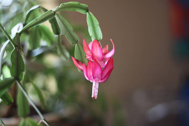 istock Christmas Cactus Blooms Pink Flowers. 637789120