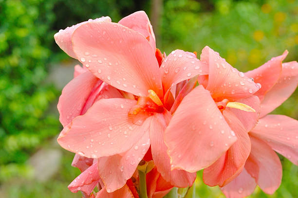 istock Pink Canna Lily in garden 637789148