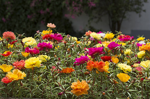 istock PORTULACA, COLORFUL FLOWERS 637789438