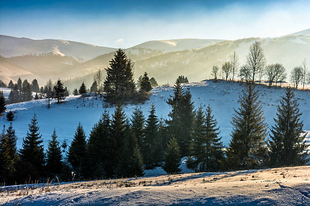 istock spruce forest on snowy meadow in high mountains 637789874