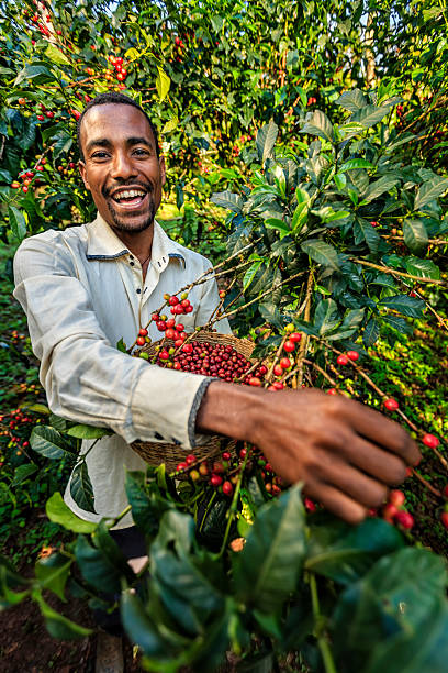 젊은 아프리카 남자 수집 커피 체리, 동 아프리카 - ethiopian coffee 뉴스 사진 이미지