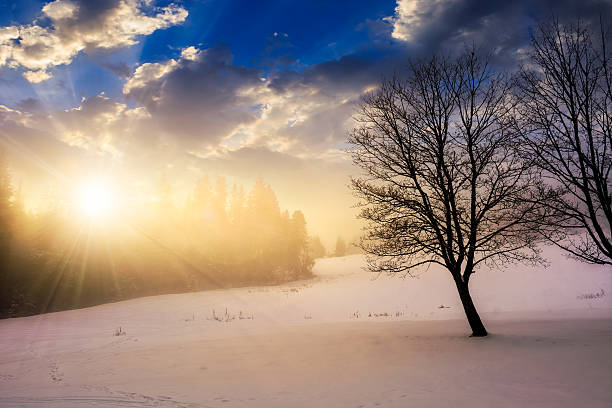 istock fog in the spruce forest at sunset 637791806