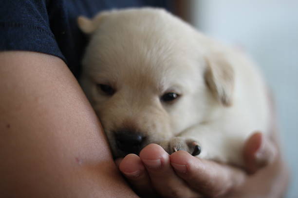 istock New Born Puppy 637791922