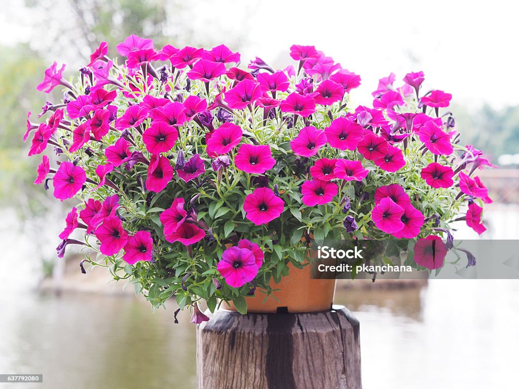 Fleurs de pétunia rose pot de fleurs - Photo de Arbre en fleurs libre de droits