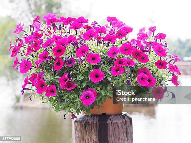 Photo libre de droit de Fleurs De Pétunia Rose Pot De Fleurs banque d'images et plus d'images libres de droit de Arbre en fleurs - Arbre en fleurs, Beauté de la nature, Blanc