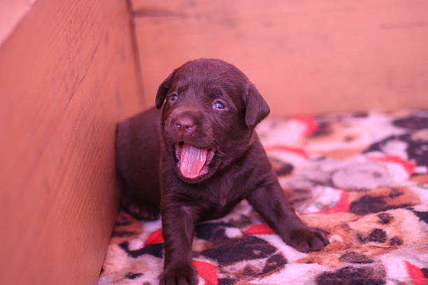 istock New Born Puppy Yawning 637794596