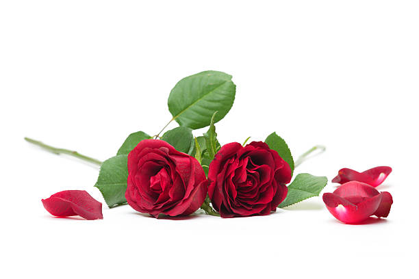 istock Red roses isolated on white background. 637796998