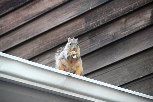 Squirrel Eats a Nut on the Roof. Protected by the rain gutter, this squirrel sits peacefully on the roof eating it's nut.