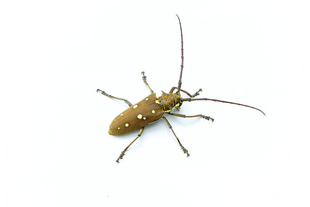 istock Long-horned Beetle (Dorysthenes walkeri Waterhouse) and wings with yellow polka 637797260