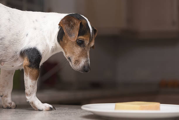 istock Hund stands as a thief on the table 637797580