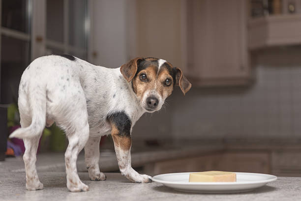 istock Hund stands as a thief on the table 637797644