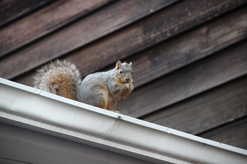 Squirrel Eats a Nut on the Roof. Protected by the rain gutter, this squirrel sits peacefully on the roof eating it's nut.