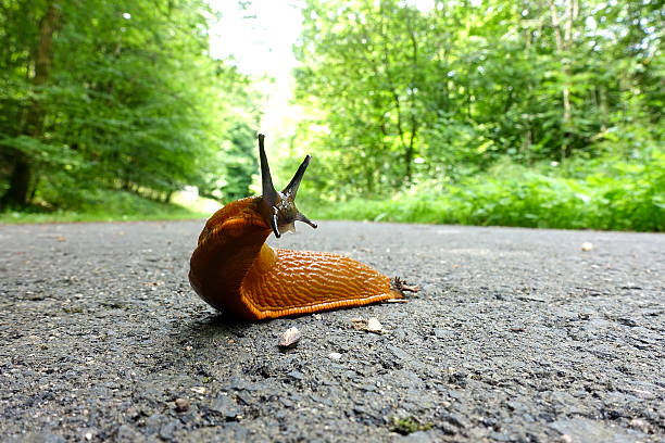 istock European Red Slug - Arion rufus 637798116