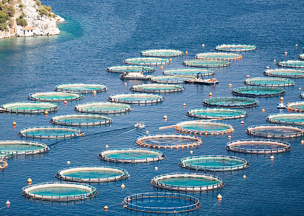 istock Fish farm in the sea 637798132