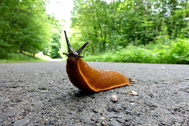 istock European Red Slug - Arion rufus 637798158