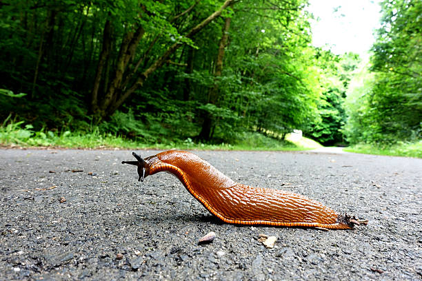 istock European Red Slug - Arion rufus 637798194
