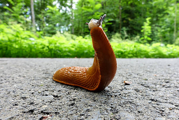 istock European Red Slug - Arion rufus 637798244
