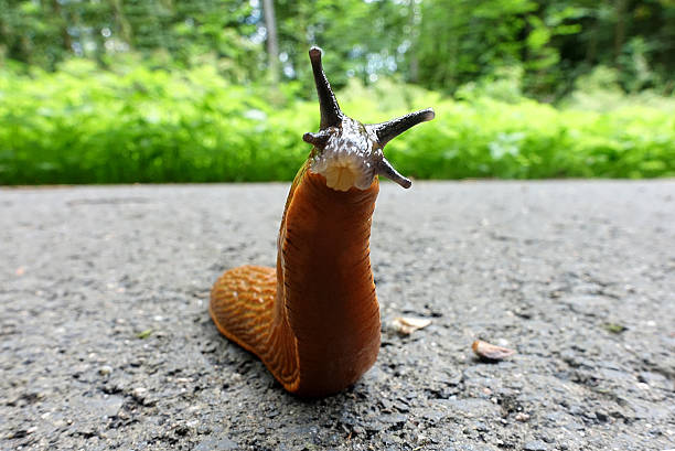 European Red Slug - Arion rufus A European Red Slug not putting up with any the silly pPhotographer. I think he is saying "You  want some of this?!"  But in Germany of course. This be a german slug (gastropod). slug stock pictures, royalty-free photos & images