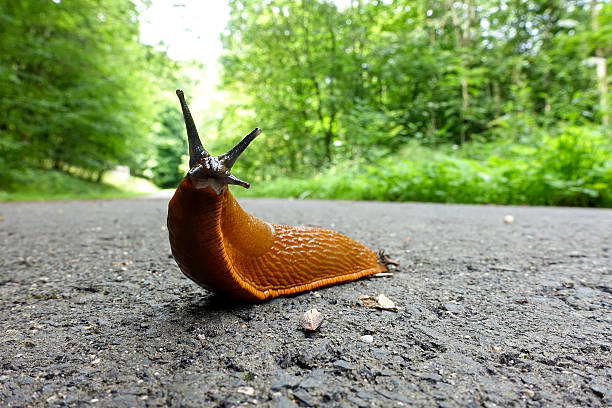 istock European Red Slug - Arion rufus 637798342
