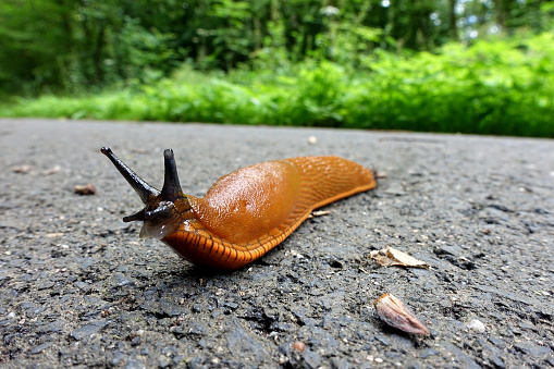 A European Red Slug not putting up with any the silly pPhotographer. I think he is saying 