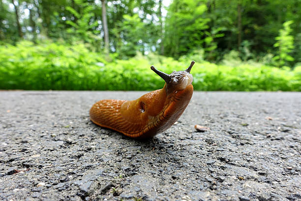 istock European Red Slug - Arion rufus 637799976