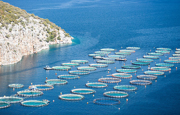 istock Fish farm in the sea 637799990
