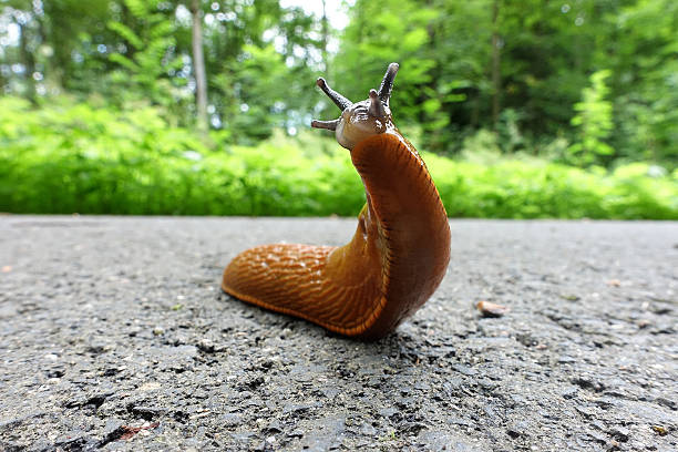 istock European Red Slug - Arion rufus 637800022