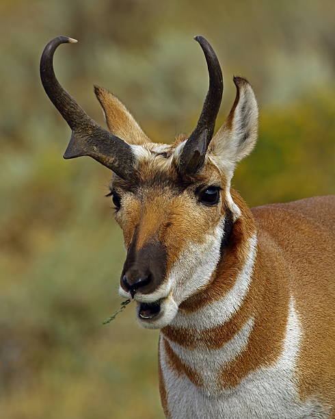 istock Pronghorn Buck Chewing 637800044