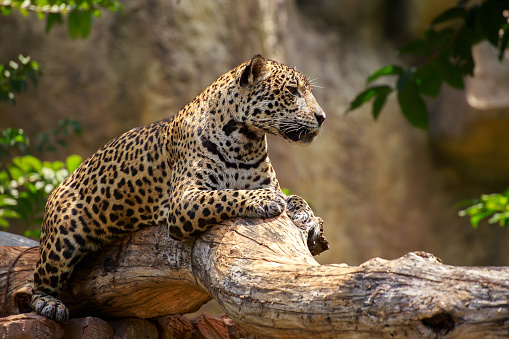 Jaguar en una rama. photo