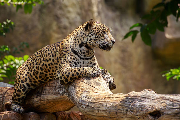 Jaguar on a branch. Tiger jaguar on a branch and looking something. big cat stock pictures, royalty-free photos & images