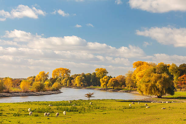 The Dutch river IJssel between Arnhem and Zutphen Autumn view of the Dutch river IJssel between Arnhem and Zutphen with sheep in front ijssel stock pictures, royalty-free photos & images