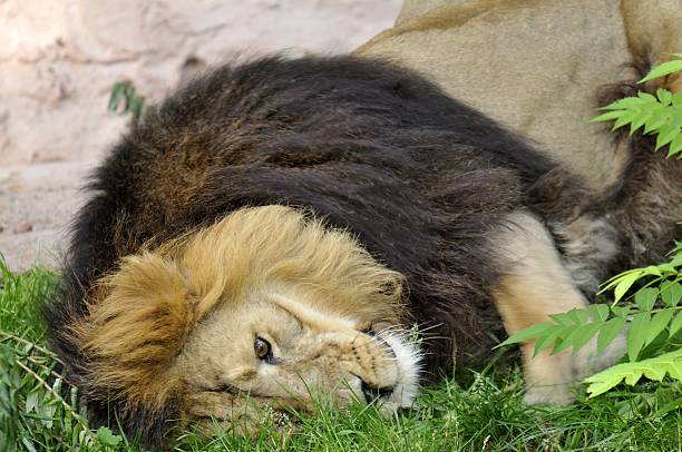 istock King of the Animals 637803526