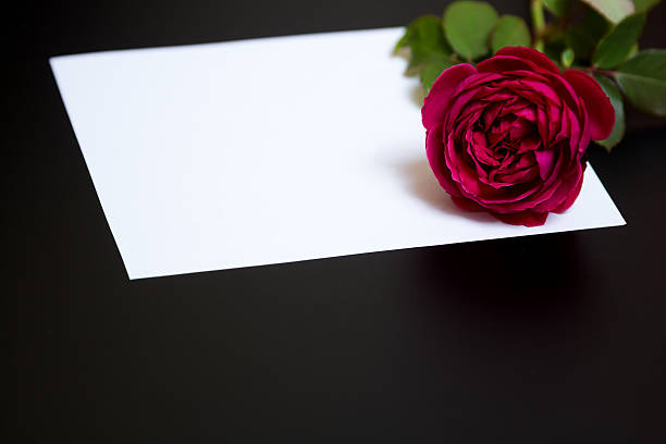 beautiful red rose and a blank white sheet of paper - letter m alphabet color image flower imagens e fotografias de stock