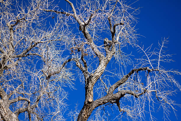 istock Winter Cottonwood Tree Backdropped by Blue Sky 637804334