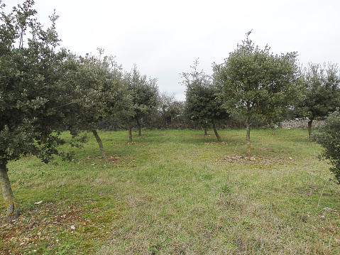 Fruit tree,  Apple Tree, Orchard, ladder