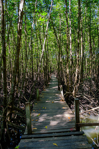 istock Mangrove forest Nature and Forest Klaeng in Rayong, Thailand 637804988