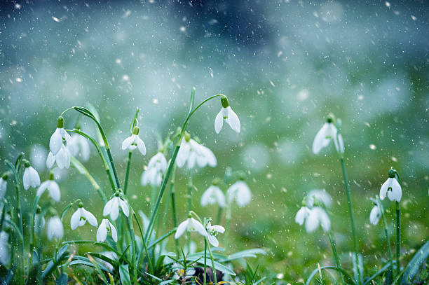 Spring Snowflake in snow storm Leucojum vernum in early spring when late snow surprised leucojum vernum stock pictures, royalty-free photos & images