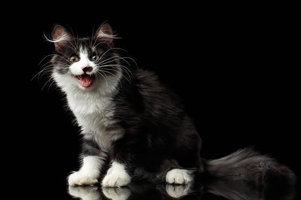 istock Siberian cat on isolated black background 637808672