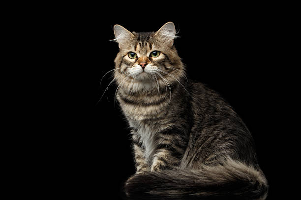 istock Siberian cat on isolated black background 637809100