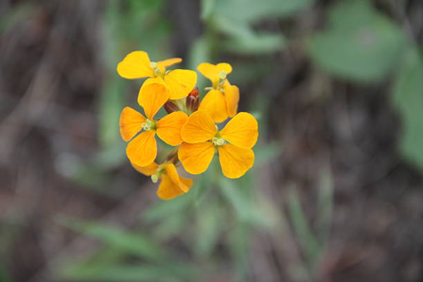 istock Small Yellow Flowers in Bloom 637810072