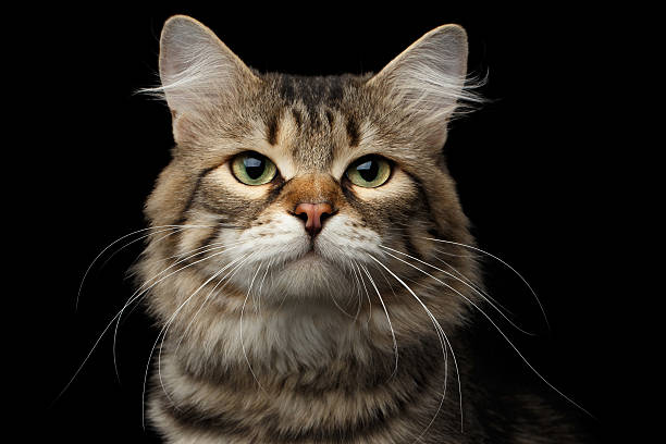 istock Siberian cat on isolated black background 637810098