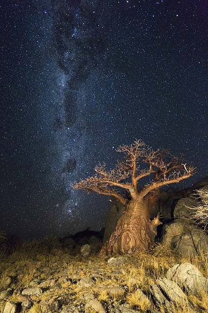 istock The milkyway and a baobab tree 637810238