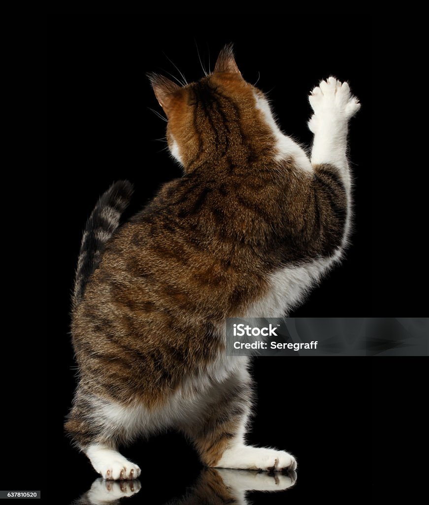 Hài Hước Tạm Biệt Con Mèo Trên Nền Đen Bị Cô Lập Hình ảnh Sẵn có ...