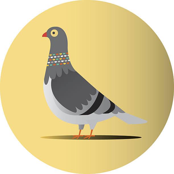 Vecteur pigeon - Illustration vectorielle